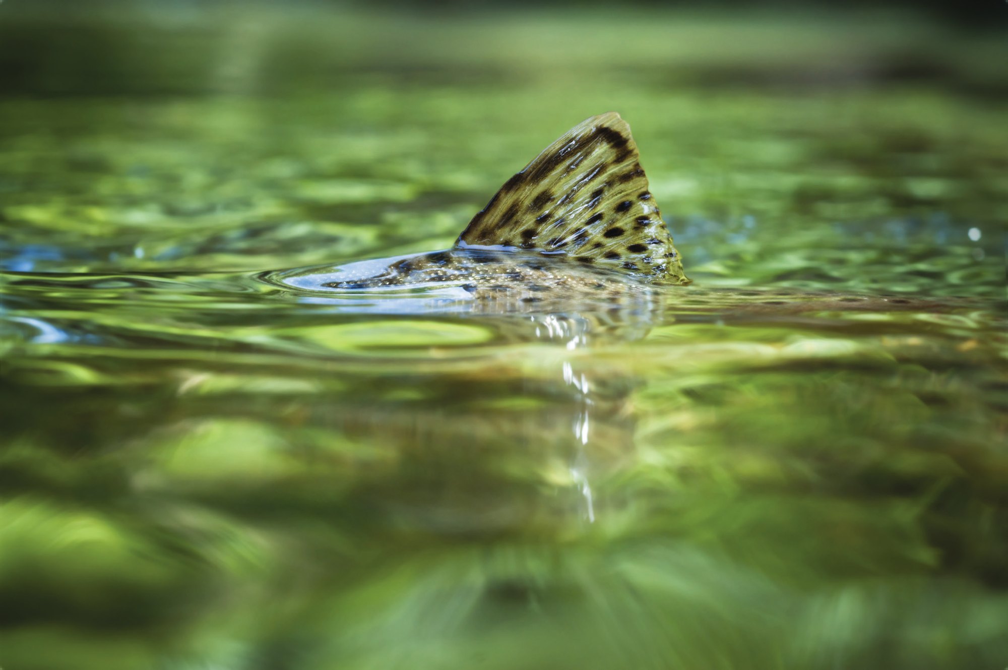 A fin breaking the surface